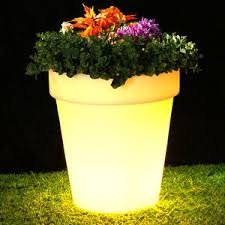 مصابيح تضاء من خلال طاقة النباتات