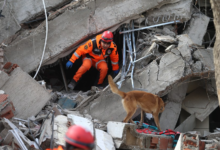 "الكلاب" و"الفئران" ومهمة إنقاذ ضحايا الزلزال