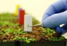 تكنولوجيا النانو وعلاج تأثر النباتات بالتغييرات المناخية