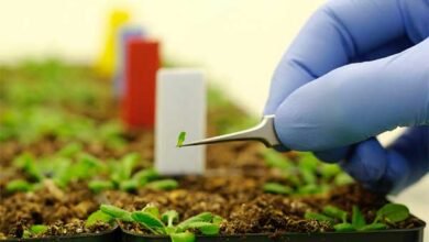 تكنولوجيا النانو وعلاج تأثر النباتات بالتغييرات المناخية