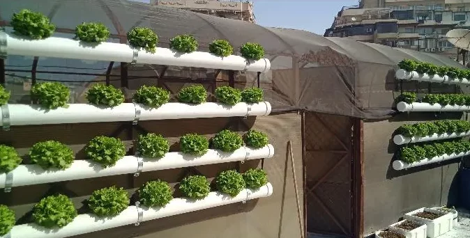 "سطح أخضر".. مبادرة مصرية للزراعة على الأسطح باستخدام أحدث الأنظمة
