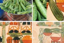 "القثاء".. ألياف طبيعية صديقة للمعدة والجهاز الهضمي