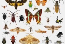 كيف تتأثر حياة البشر لو انقرضت الحشرات؟
