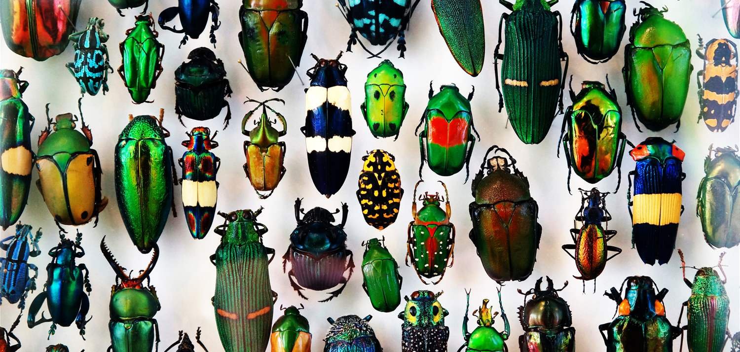 كيف تتأثر حياة البشر لو انقرضت الحشرات؟
