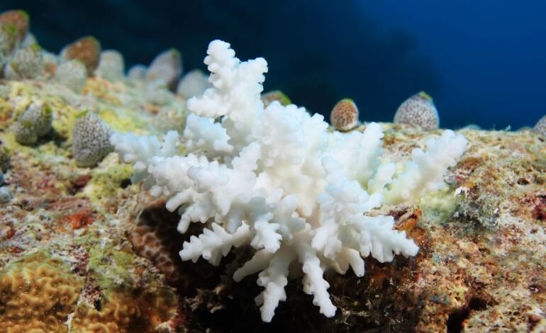 مادة طبيعية من مستخلص الكركمين لحماية الشعاب المرجانية من الأضرار
