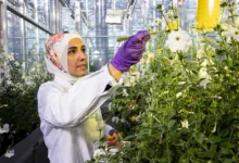 خبيرة التكنولوجيا الحيوية سارة عبده تستكشف الجينات التي تنظم اللون في زهور الزينة