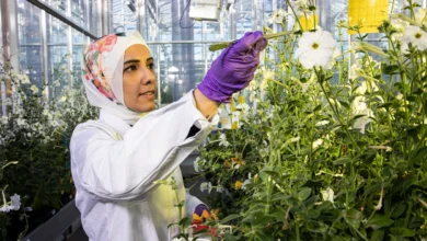 خبيرة التكنولوجيا الحيوية سارة عبده تستكشف الجينات التي تنظم اللون في زهور الزينة