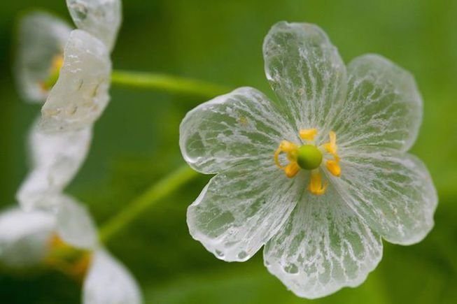 "زهرة الهيكل العظمي" .. تصبح شفافة عند هطول الأمطار وتعود إلى اللون الأبيض عندما تجف