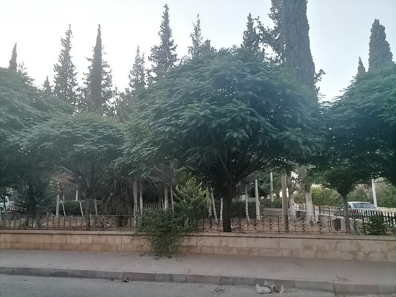 شجرة المظلة .. طاردة للحشرات وذات فوائد طبية