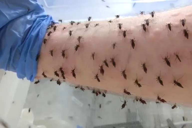 العلاج بـ البعوض .. مصنع حشرات في كولومبيا للقضاء على حمى الضنك