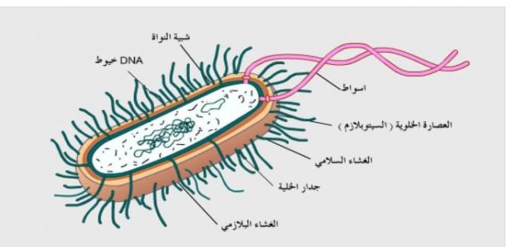 عالم البكتيريا.. قصة حياة